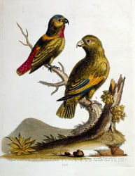 Watercolour illustration from a book of rare birds by G Edwards 1750