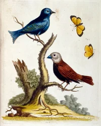 Watercolour illustration from a book of rare birds by G Edwards 1750