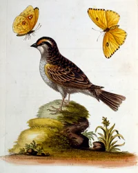 Watercolour illustration from a book of rare birds by G Edwards 1750