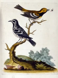 Watercolour illustration from a book of rare birds by G Edwards 1750