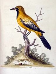 Watercolour illustration from a book of rare birds by G Edwards 1750