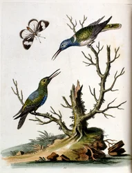 Watercolour illustration from a book of rare birds by G Edwards 1750