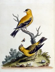 Watercolour illustration from a book of rare birds by G Edwards 1750