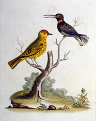 Watercolour illustration from a book of rare birds by G Edwards 1750