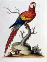Watercolour illustration from a book of rare birds by G Edwards 1750