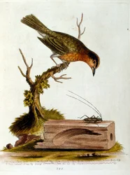 Watercolour illustration from a book of rare birds by G Edwards 1750