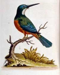 Watercolour illustration from a book of rare birds by G Edwards 1750