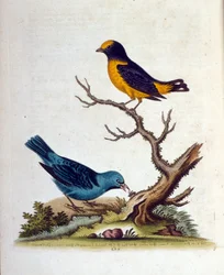 Watercolour illustration from a book of rare birds by G Edwards 1750