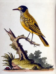 Watercolour illustration from a book of rare birds by G Edwards 1750