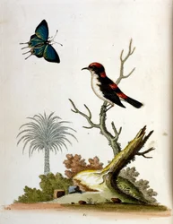Watercolour illustration from a book of rare birds by G Edwards 1750