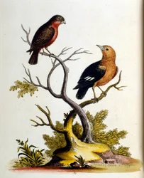Watercolour illustration from a book of rare birds by G Edwards 1750