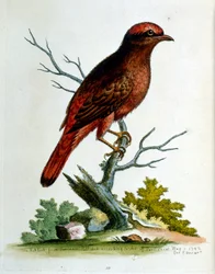 Watercolour illustration from a book of rare birds by G Edwards 1750