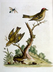 Watercolour illustration from a book of rare birds by G Edwards 1750