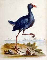 Watercolour illustration from a book of rare birds by G Edwards 1750