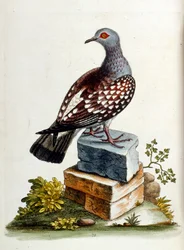 Watercolour Illustration from a Book of Rare Birds by G Edwards