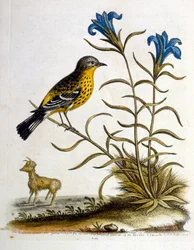Watercolour Illustration from a Book of Rare Birds by G Edwards