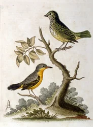 Watercolour Illustration of a Three-Toed Sloth by G Edwards 1758