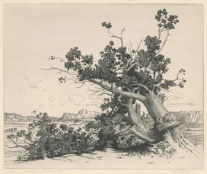 Desert Cedars, New Mexico