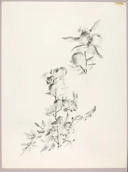 Untitled (Branches of Apple Tree)