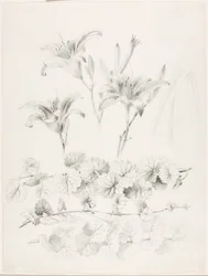 Untitled (Lilies and Ground-Ivy, Glecoma Hederacea)