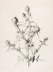 Untitled (Thistle)