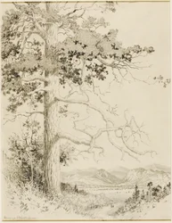 Transfer Drawing for Old Pine, Estes Park