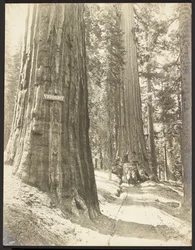 Drive through the Wawona, Mariposa Grove. Diameter 24 ft.