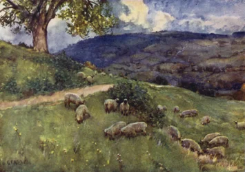 A Cotswold Sheep Pasture