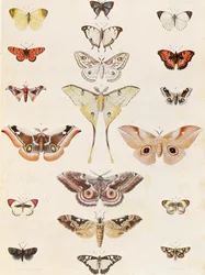 Lepidoptera from Natal and the Zulu country
