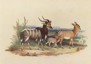 The Nyala