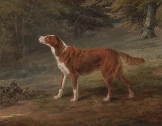 Ranger, a Setter, the Property of Elizabeth Gray