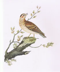 Woodlark, Nature in Britain Published by Collins