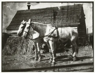 Horses on the Cruquiusweg