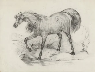 Standing Horse, Facing Left