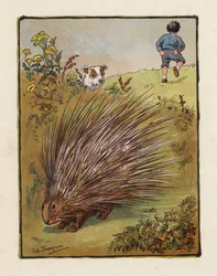 The Porcupine