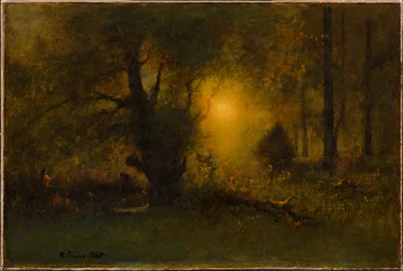 Sunrise in the Woods