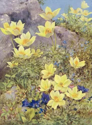 Anemone Sulphurea and Gentiana Excisa Painted Directly in the Fields at the End of May