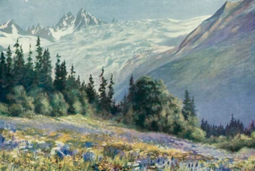 Campanula and Other July Flowers on the Col Des Montets