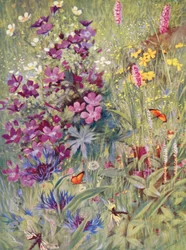 Geranium sylvaticum, Potentilla rupestris, Centaurea montana, the pink Bistort, the little Alpine Bistort, painted on the spot in the fields at the beginning of July