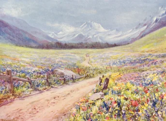 June Meadows of Salvia, Lychnis, etc, in the Val Ferret, Just Before Arriving at the Village of Praz de Fort