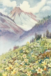 Sulphur Anemones on the Slopes of Le Planet