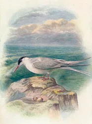 Arctic Tern - Sterna macrura, c1910