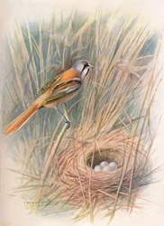 Bearded-Tit or Reedling - Panurus biarmicus