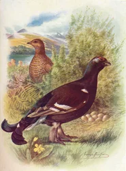 Blackcock or Black-Grouse - Tetrao tetrix