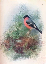 Bullfinch - Pyrrhua europaea, c1910
