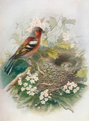 Chaffinch - Fringilla coelebs, c1910