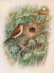 Chiff-Chaff - Phylloscopus Rufus
