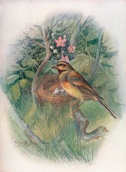 Cirl-Bunting - Emberiza cirlus