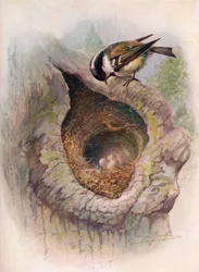 Coal-Tit - Parus Ater, c1910