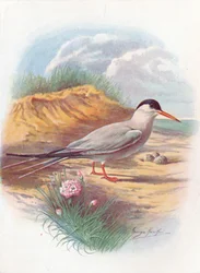 Common Tern - Sterna fluviatilis